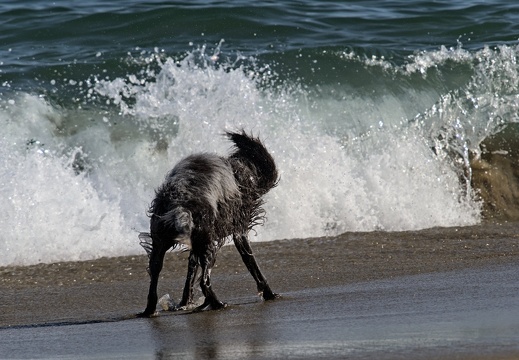 2023-04-09 Une plage qui a du chien