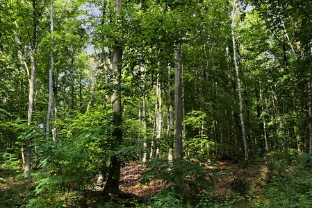 Forêt de Fausses Reposes