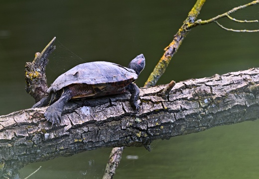 2024-05-26 Les tortues de l'étang de Bechevet