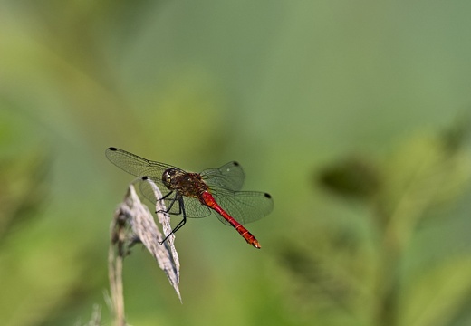 2024-07-29 Libellules et papillons