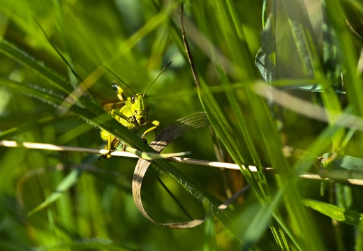 2024-08-08  Dans les herbes