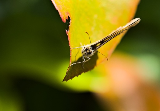 2024-08-30 Monsieur Papillon