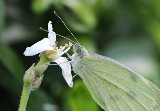 2024-08-30 Le papillon du matin