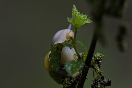P9097395