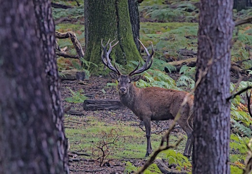 2024-09-21 Petit matin en forêt