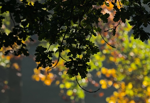 2024-10-05 Sous-bois en automne